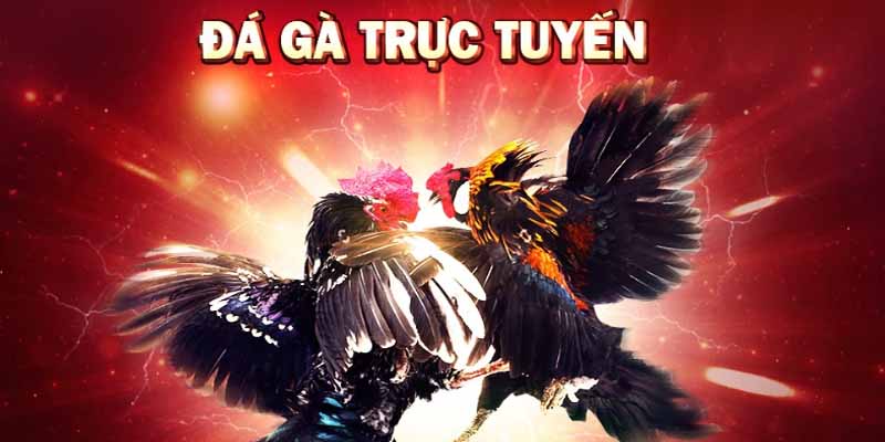 Đá gà trực tuyến nhà cái Onbet rất dễ tham gia, trải nghiệm